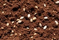 Grain seeds scattered on the soil for planting.AI Generated Royalty Free Stock Photo